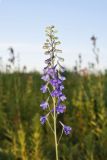 Tall Larkspur, Delphinium exaltatum