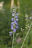 Tall Larkspur, Delphinium exaltatum