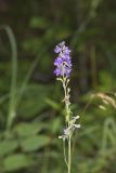 Tall Larkspur, Delphinium exaltatum