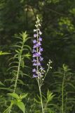 Tall Larkspur, Delphinium exaltatum