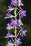 Tall Larkspur, Delphinium exaltatum