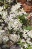 Virgin's Bower, Clematis virginiana