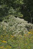 Virgin's Bower, Clematis virginiana