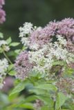 Virgin's Bower, Clematis virginiana