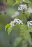 Virgin's Bower, Clematis virginiana
