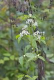 Virgin's Bower, Clematis virginiana