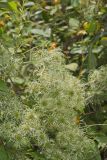 Virgin's Bower, Clematis virginiana