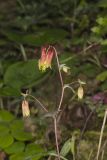 Wild Columbine, Aquilegia canadensis