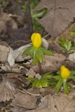 Winter Aconite, Eranthis hyemalis