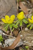 Winter Aconite, Eranthis hyemalis