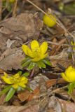 Winter Aconite, Eranthis hyemalis