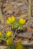 Winter Aconite, Eranthis hyemalis