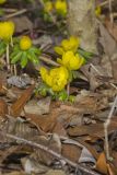 Winter Aconite, Eranthis hyemalis