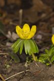 Winter Aconite, Eranthis hyemalis