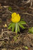 Winter Aconite, Eranthis hyemalis