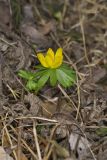 Winter Aconite, Eranthis hyemalis