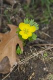 Winter Aconite, Eranthis hyemalis