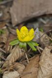 Winter Aconite, Eranthis hyemalis