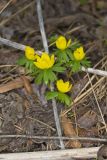 Winter Aconite, Eranthis hyemalis