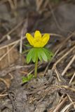 Winter Aconite, Eranthis hyemalis