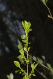 Carolina Buckthorn, Rhamnus caroliniana