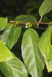 Carolina Buckthorn, Rhamnus caroliniana