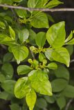 Lanceleaf Buckthorn, Rhamnus lanceolata