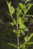 Lanceleaf Buckthorn, Rhamnus lanceolata