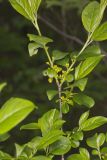 Lanceleaf Buckthorn, Rhamnus lanceolata