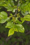 Lanceleaf Buckthorn, Rhamnus lanceolata