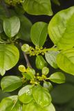 Lanceleaf Buckthorn, Rhamnus lanceolata