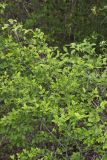 Lanceleaf Buckthorn, Rhamnus lanceolata