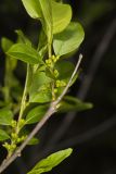 Lanceleaf Buckthorn, Rhamnus lanceolata