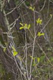 Lanceleaf Buckthorn, Rhamnus lanceolata