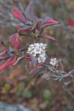 Black Chokeberry, Aronia melanocarpa
