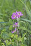 Prairie Rose, Rosa setigera