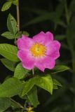 Prairie Rose, Rosa setigera