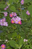 Prairie Rose, Rosa setigera