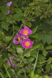 Prairie Rose, Rosa setigera