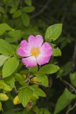 Prairie Rose, Rosa setigera