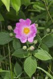 Prairie Rose, Rosa setigera