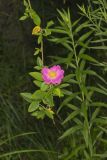Prairie Rose, Rosa setigera