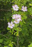Prairie Rose, Rosa setigera