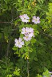 Prairie Rose, Rosa setigera