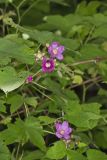 Purple-flowering Raspberry, Rubus odoratus