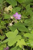 Purple-flowering Raspberry, Rubus odoratus