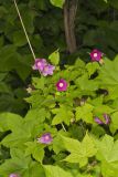 Purple-flowering Raspberry, Rubus odoratus