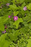Purple-flowering Raspberry, Rubus odoratus
