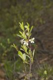 Sand Cherry, Prunus pumila
