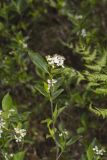 Sand Cherry, Prunus pumila